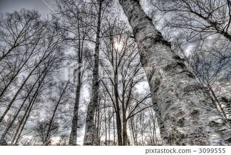 Towering birch Towering birch 3099555