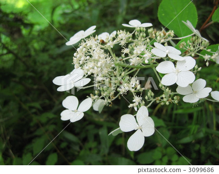 Pure white mountain hydrangea 3099686