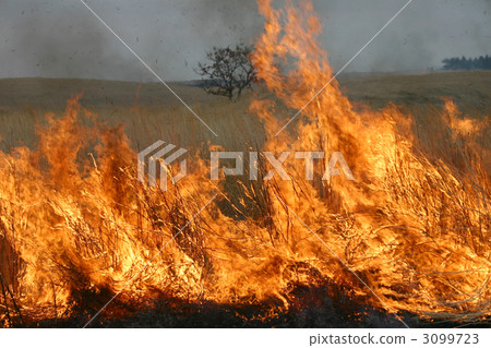 田野燃燒 解僱 熊本 3099723