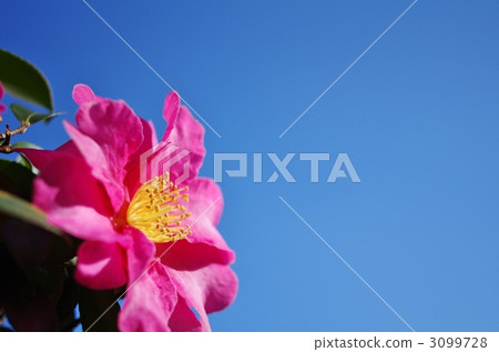 衛星花和天空 衛星花和天空 3099728