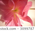 dahlia, dahlias, petal 3099787