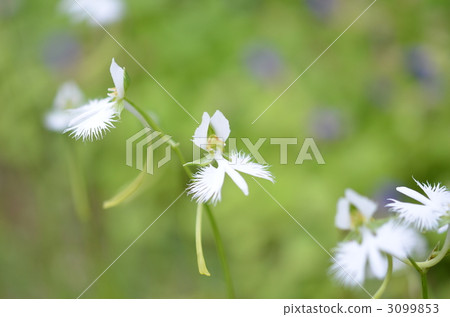 開花的野人 開花的野人 3099853