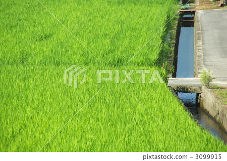 Water canal and rice field 3099915