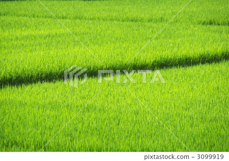 A midsummer rice paddy 1 3099919