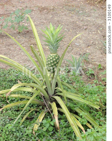 pineapple  3100149
