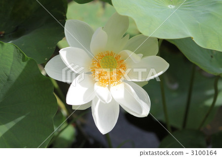 water lily, water-lily, waterlily 3100164