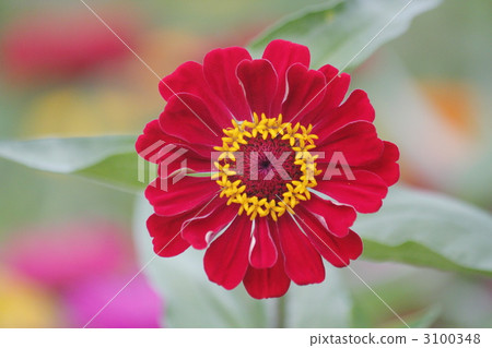 Botany flower 3100348