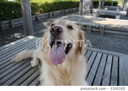 Golden retriever Golden retriever 3100388