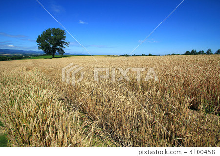 麥田和哲學樹 麥田和哲學樹 3100458