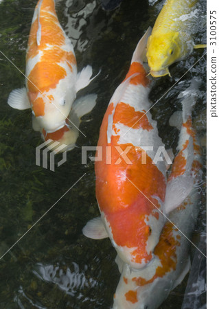 彩色鯉魚 3100575