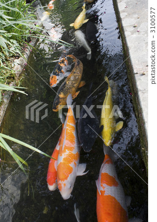 鯉魚 科伊 津和野鎮 3100577