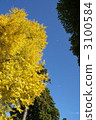 ginkgo, ginko tree, autumn leafe 3100584