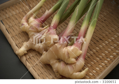Leaf ginger 3100651