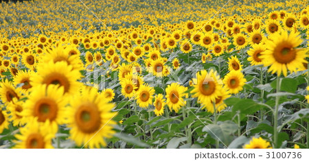 向日葵田 3100736