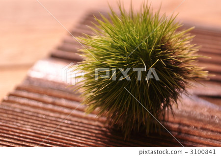 Chestnut Chestnut 3100841