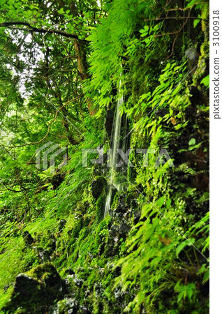 nature, natural, naturals 3100918