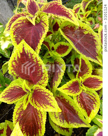 coleus, midsummer, foliage plant 3101124