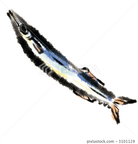 秋刀魚 3101129