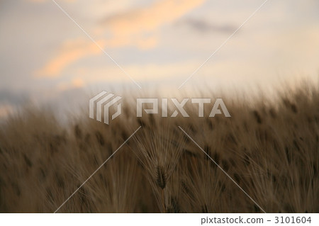 Wheat Ear, barley, wheat harvest 3101604