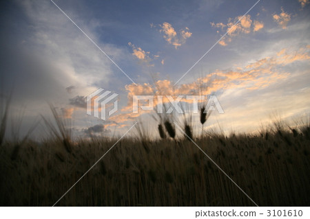 麥穗 貝爾多爸爸泡芙工房 小麥收穫 3101610