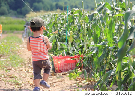 一個男孩抱著玉米 3101612