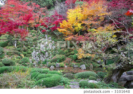 Kimpo-do寺廟庭院秋葉 3101648