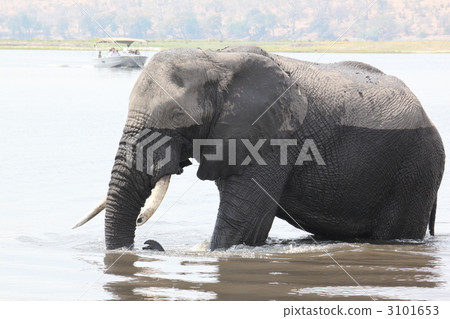 大象過河 3101653