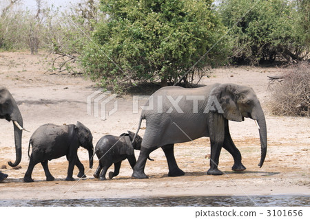 走沿河岸的大象 3101656