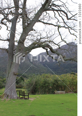 Kirstenbosch Botanical Gardens 3101660