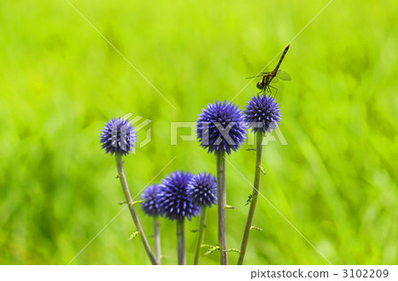糙毛藍刺頭 花朵 花 3102209