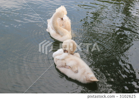 Children swans 3102625