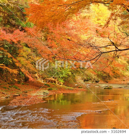 Autumn leaves in Yoro valley 3102694