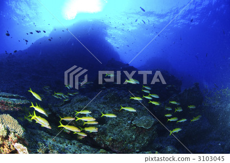 school of fish, bluestripe snapper, underwater photograph 3103045