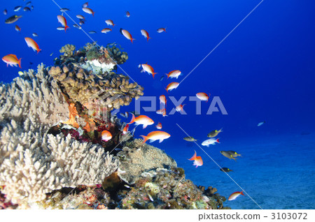 aquatic, in the water, underwater 3103072