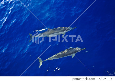 spinner dolphin, dolphin, dolphins 3103095