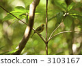 hahajimameguro, bird, birds 3103167