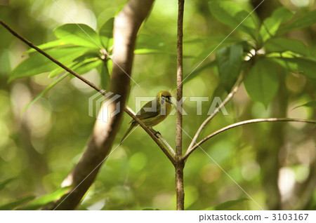 hahajimameguro, bird, birds 3103167