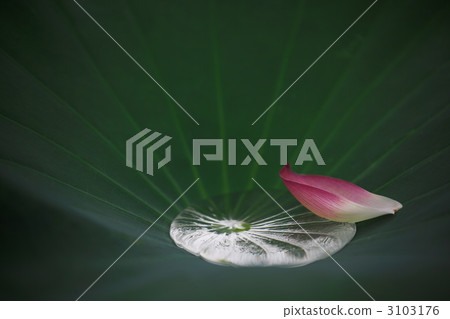 停滯不前的水 停滯不前的水 3103176