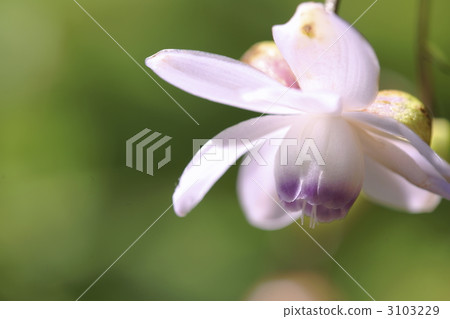 假海葵 初秋 早秋 3103229