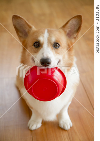 corgi, dog, dogs 3103398