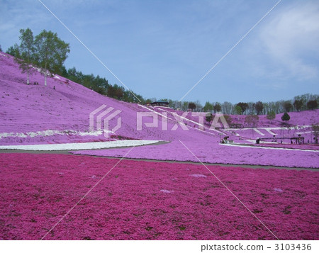 薄荷櫻桃樹 3103436