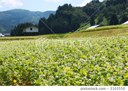 蕎麥田 3103550
