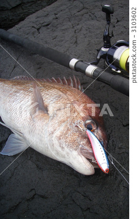 Red sea bream 3103602