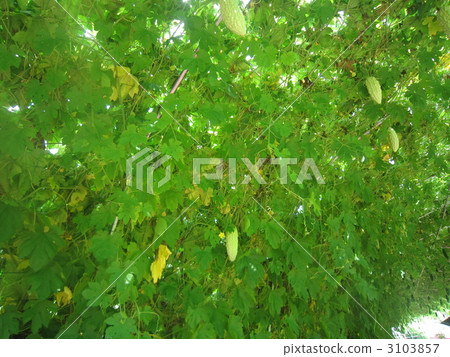 white bitter melon, green wall, bitter melon 3103857