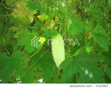 white bitter melon, bitter melon, balsam pear 3103867
