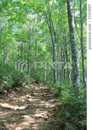 Climbing path of beech forest 3103997
