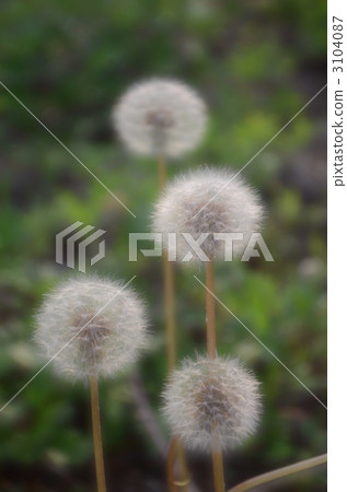fluff, fluffy, fuzz 3104087