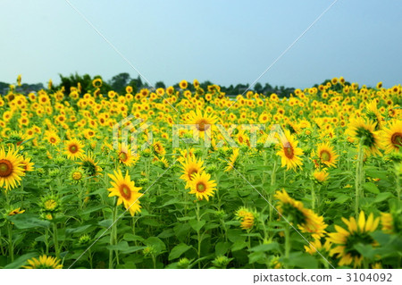 Sunflower field Sunflower field 3104092