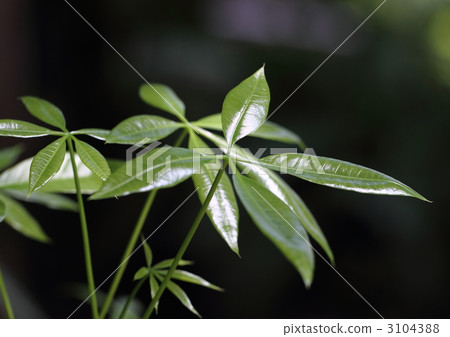 Pakira leaves Pakira leaves 3104388