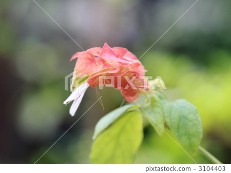 小蝦花 小蝦花 3104403